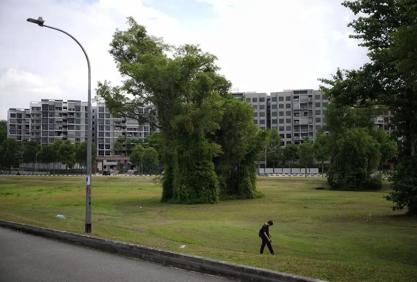 An open grass field with a large vine-covered tree at Canberra Drive in Sembawang, with a lone pedestrian crossing the lawn and mid-rise residential blocks behind